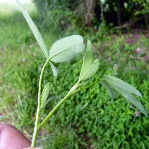 Photographie n°76690 du taxon Trifolium pratense L. [1753]