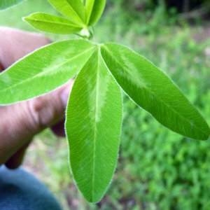 Photographie n°76691 du taxon Trifolium pratense L. [1753]