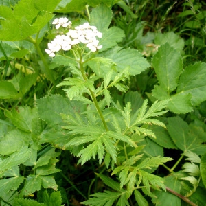 Photographie n°76710 du taxon Achillea macrophylla L. [1753]