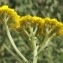  Liliane Roubaudi - Achillea tomentosa L. [1753]