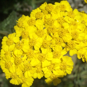 Photographie n°76714 du taxon Achillea tomentosa L. [1753]