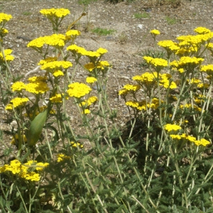 Photographie n°76715 du taxon Achillea tomentosa L. [1753]