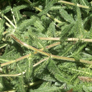 Photographie n°76716 du taxon Achillea tomentosa L. [1753]