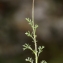  Liliane Roubaudi - Anthemis saxatilis DC. [1806]