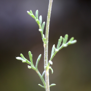 Photographie n°76720 du taxon Anthemis saxatilis DC. [1806]