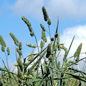 Photographie n°76736 du taxon Dactylis glomerata L. [1753]