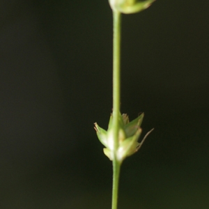 Photographie n°76754 du taxon Carex divulsa Stokes [1787]