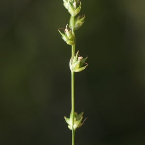 Photographie n°76755 du taxon Carex divulsa Stokes [1787]