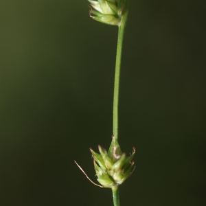 Photographie n°76756 du taxon Carex divulsa Stokes [1787]