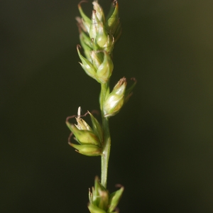 Photographie n°76757 du taxon Carex divulsa Stokes [1787]