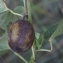  Liliane Roubaudi - Aristolochia clematitis L.