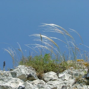  - Stipa pennata L. [1753]