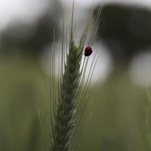 Triticum spelta subsp. aristatum Schübler & G.Martens (Épeautre)