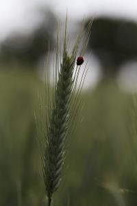 Philippe COLLET, le 11 juin 2012 (Fouesnant (saint jean))