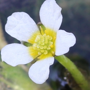 Ranunculus aquatilis [subsp.] penicillatus (Dumort.) P.Fourn. (Renoncule à grappes)