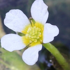 Batrachium penicillatum Dumort. (Renoncule à grappes)