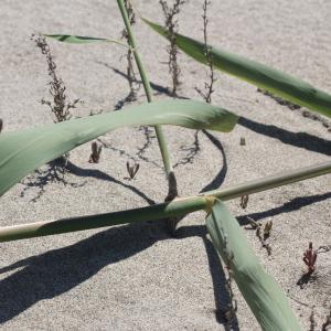 Photographie n°76831 du taxon Phragmites australis (Cav.) Trin. ex Steud. [1840]