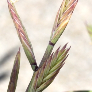 Photographie n°76833 du taxon Cutandia maritima (L.) Barbey