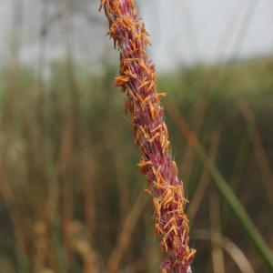 Photographie n°76839 du taxon Imperata cylindrica (L.) Räusch.