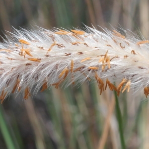 Photographie n°76841 du taxon Imperata cylindrica (L.) Räusch.