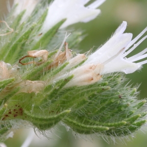 Echium albereanum Naudin & Debeaux (Vipérine d'Italie)