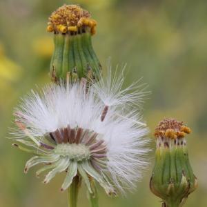 Photographie n°76851 du taxon Senecio inaequidens DC.