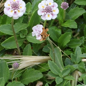 Photographie n°76852 du taxon Lippia nodiflora (L.) Michx. [1803]