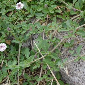 Photographie n°76853 du taxon Lippia nodiflora (L.) Michx. [1803]