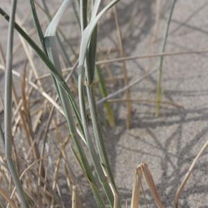 Photographie n°76857 du taxon Elytrigia juncea (L.) Nevski [1936]