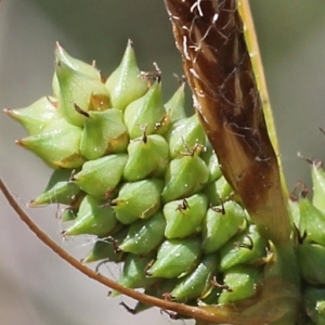 Photographie n°76859 du taxon Carex extensa Gooden.