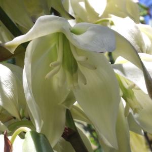 Yucca gloriosa var. nobilis Carrière (Yucca)