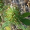  Marie  Portas - Trifolium lappaceum L.