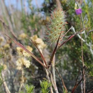 Photographie n°76866 du taxon Trifolium angustifolium L.