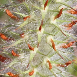 Photographie n°76867 du taxon Trifolium angustifolium L.