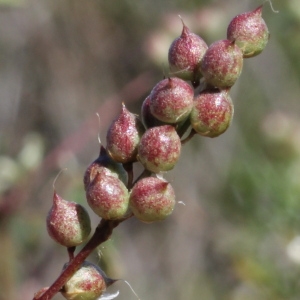 Photographie n°76868 du taxon Melilotus neapolitanus Ten. [1815]