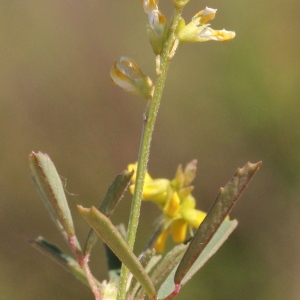 Photographie n°76869 du taxon Melilotus neapolitanus Ten. [1815]