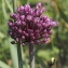  Marie  Portas - Allium ampeloprasum L.