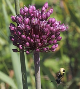 Marie  Portas, le 10 octobre 2011 (Le Grau-du-Roi (L'Espiguette))
