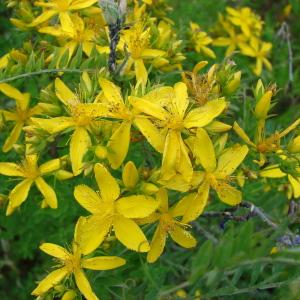 Photographie n°76888 du taxon Hypericum perforatum L. [1753]
