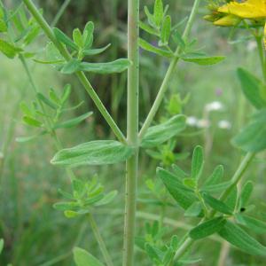 Photographie n°76889 du taxon Hypericum perforatum L. [1753]