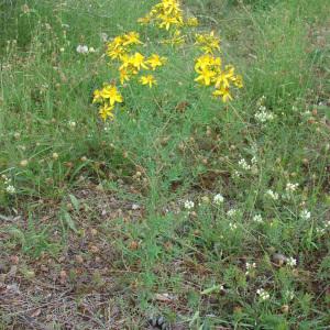 Photographie n°76890 du taxon Hypericum perforatum L. [1753]