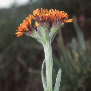 Cineraria aurantiaca Hoppe ex Willd. (Séneçon à têtes)