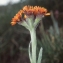  Liliane Roubaudi - Tephroseris integrifolia subsp. capitata (Wahlenb.) B.Nord. [1978]