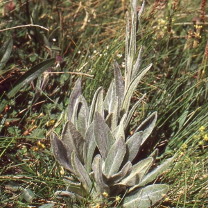 Photographie n°76893 du taxon Tephroseris integrifolia subsp. capitata (Wahlenb.) B.Nord. [1978]