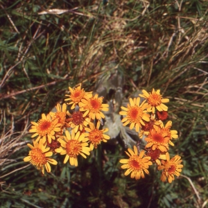  - Tephroseris integrifolia subsp. capitata (Wahlenb.) B.Nord. [1978]