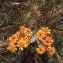  Liliane Roubaudi - Tephroseris integrifolia subsp. capitata (Wahlenb.) B.Nord. [1978]