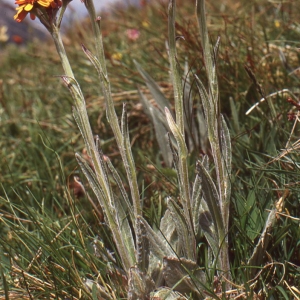  - Tephroseris integrifolia subsp. capitata (Wahlenb.) B.Nord. [1978]