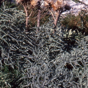 Photographie n°76898 du taxon Cynara cardunculus L. [1753]