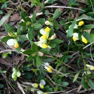 Photographie n°76899 du taxon Polygala chamaebuxus L. [1753]