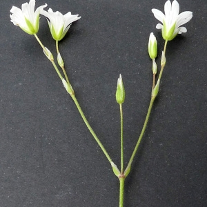 Photographie n°76905 du taxon Cerastium arvense subsp. suffruticosum (L.) Ces. [1844]